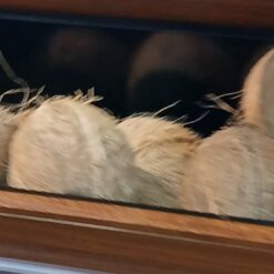 Fresh Produce Dry Coconut Each