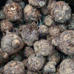 Fresh Produce Eddoes Per lb